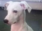Cachorro raça Mestiço com Dálmata idade 1 ano nome Marshall José