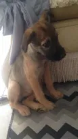 Bela
