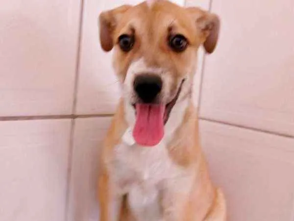 Cachorro ra a srd idade 2 a 6 meses nome Toddy