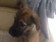 Bela