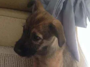 Cachorro raça  idade  nome Bela