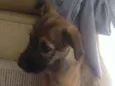 Bela