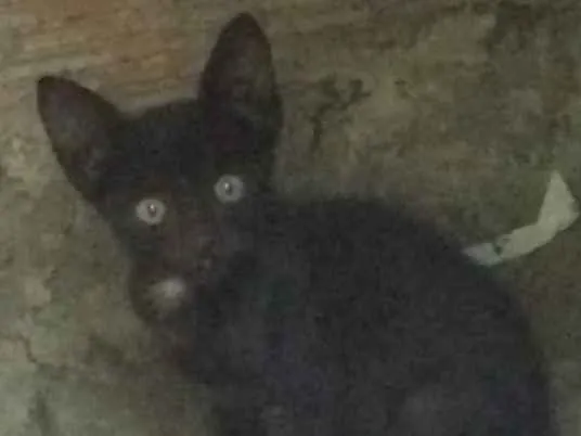 Gato ra a SRD idade Abaixo de 2 meses nome Sem nome