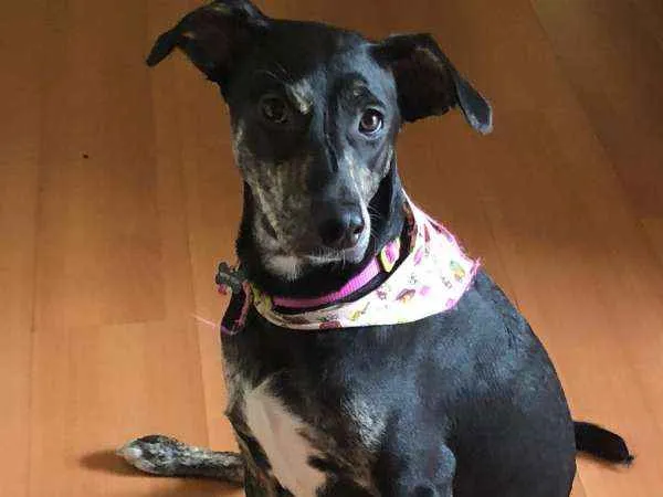 Cachorro ra a SRD idade 7 a 11 meses nome Cacau