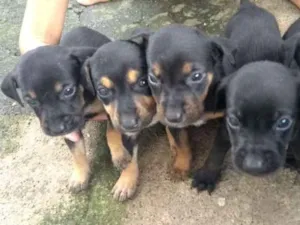 Cachorro raça basset idade 2 a 6 meses nome filhotes basset