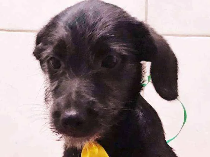 Cachorro ra a SRD idade 2 a 6 meses nome BOB
