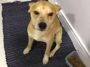 Cachorro raça SRD idade 2 anos nome Caramelo