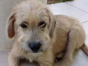 Cachorro raça SRD idade 2 a 6 meses nome Beige