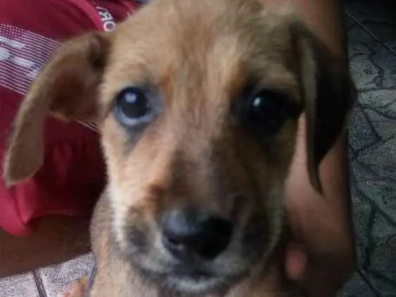 Cachorro ra a  idade 7 a 11 meses nome Mel