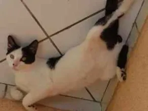 Gato raça  idade 7 a 11 meses nome TOM