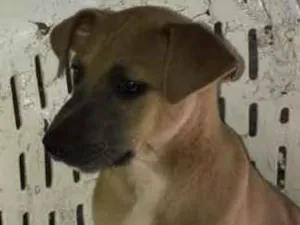 Cachorro raça vira lata idade 2 a 6 meses nome Gordox