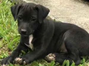 Cachorro raça vira latas idade 2 a 6 meses nome Baguete