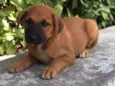 Paozinho