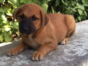 Cachorro raça vira lata idade 2 a 6 meses nome Paozinho