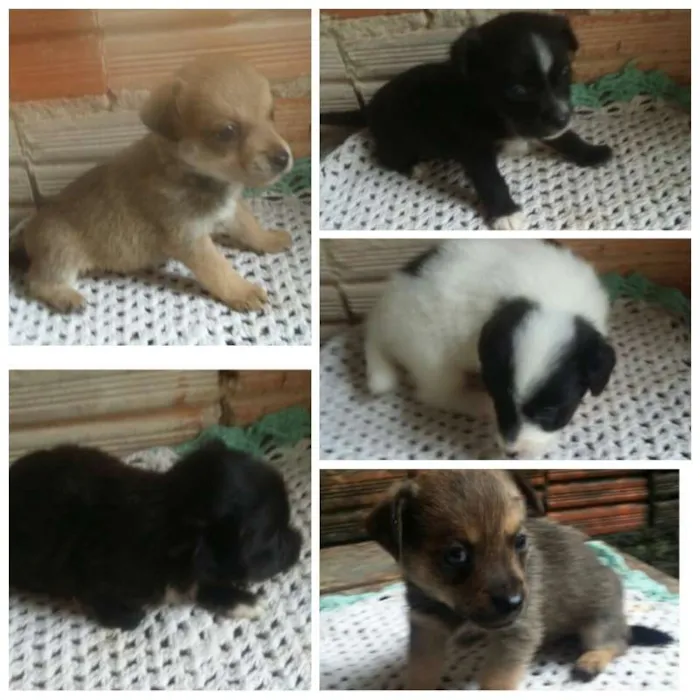 Cachorro ra a indefinida idade 2 a 6 meses nome sem nome