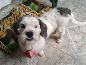 Cachorro raça SRD idade 3 anos nome Mike