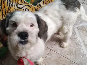 Cachorro raça SRD idade 3 anos nome Mike