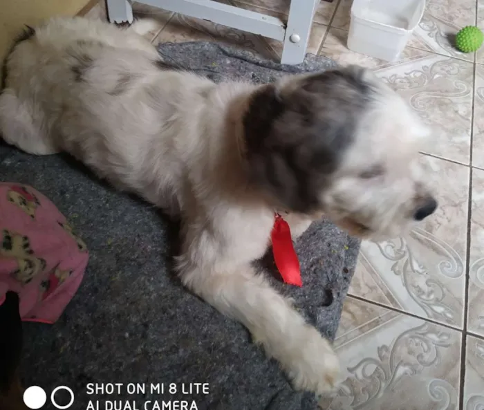 Cachorro raça SRD idade 3 anos nome Mike