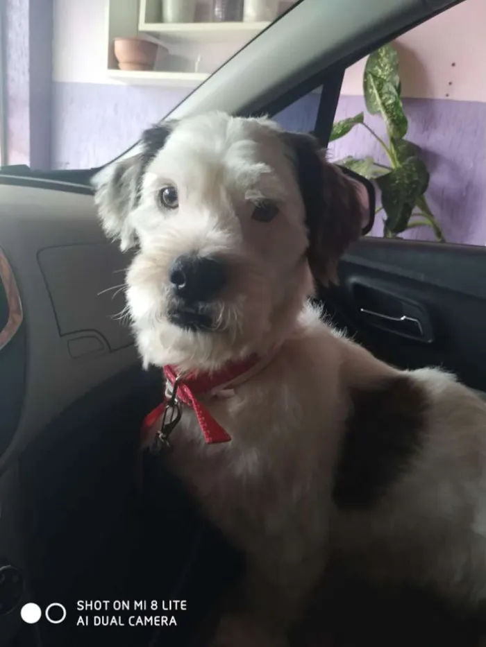Cachorro raça SRD idade 3 anos nome Mike