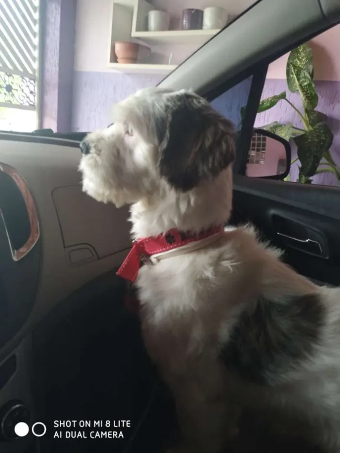 Cachorro raça SRD idade 3 anos nome Mike