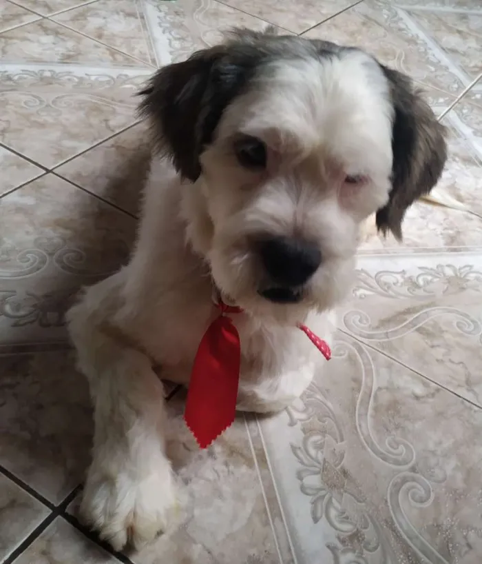 Cachorro raça SRD idade 3 anos nome Mike