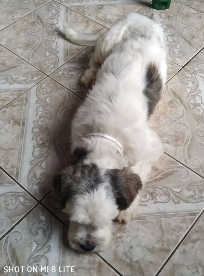 Cachorro raça SRD idade 3 anos nome Mike