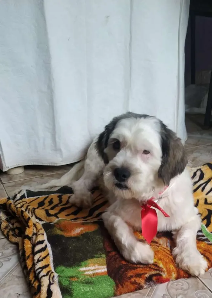 Cachorro raça SRD idade 3 anos nome Mike