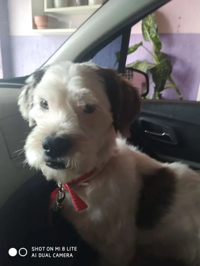 Cachorro raça SRD idade 3 anos nome Mike