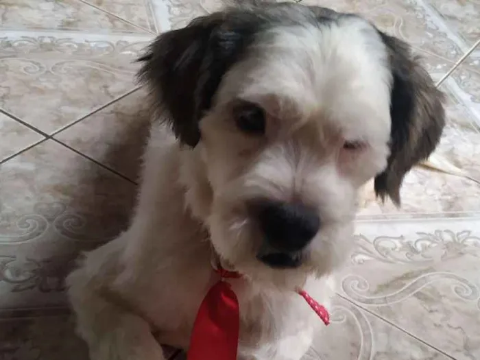 Cachorro raça SRD idade 3 anos nome Mike