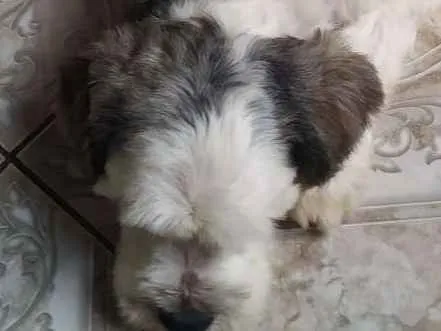 Cachorro raça SRD idade 3 anos nome Mike