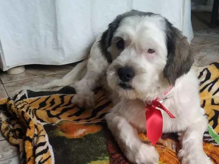Cachorro raça SRD idade 3 anos nome Mike