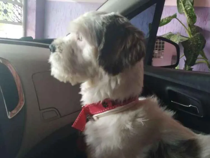 Cachorro raça SRD idade 3 anos nome Mike