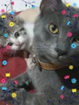 Tom e chico