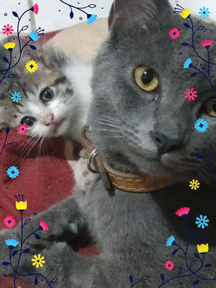 Gato raça Vira lata idade 1 ano nome Tom e chico