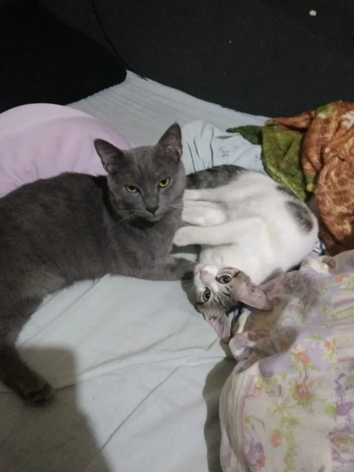 Gato raça Vira lata idade 1 ano nome Tom e chico