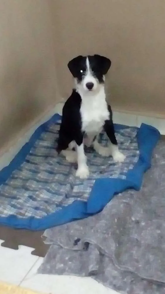 Cachorro ra a  idade 2 a 6 meses nome Mary 