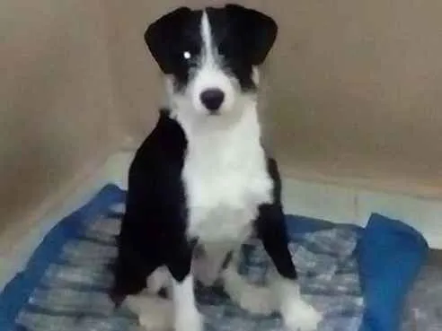 Cachorro ra a  idade 2 a 6 meses nome Mary 