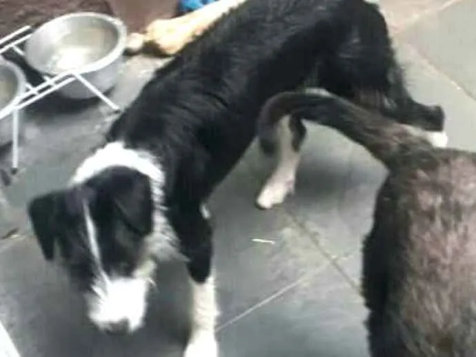 Cachorro ra a  idade 2 a 6 meses nome Mary 