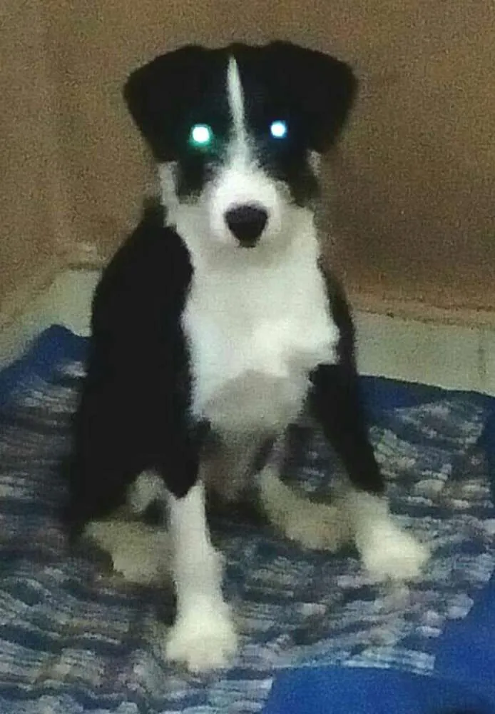 Cachorro ra a  idade 2 a 6 meses nome Mary 
