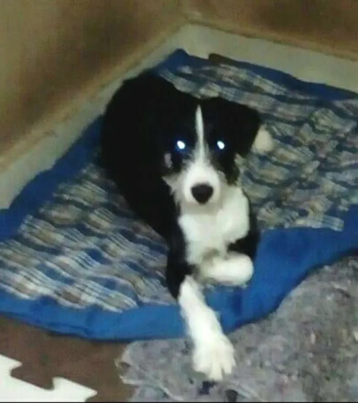 Cachorro ra a  idade 2 a 6 meses nome Mary 