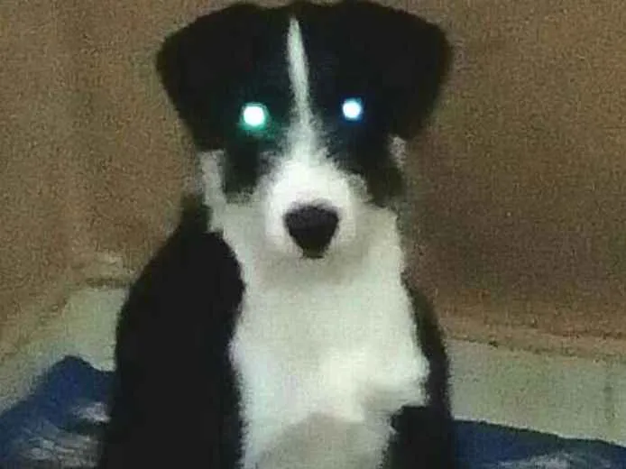 Cachorro ra a  idade 2 a 6 meses nome Mary 