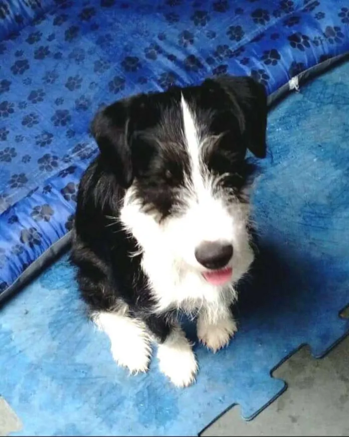 Cachorro ra a  idade 2 a 6 meses nome Mary 