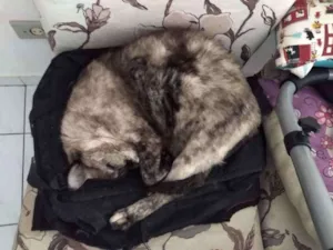Gato raça Srd idade 2 anos nome Gatinha