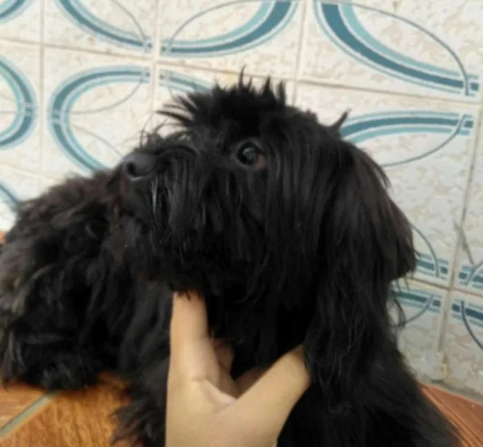 Cachorro ra a Srd idade 2 a 6 meses nome Lua