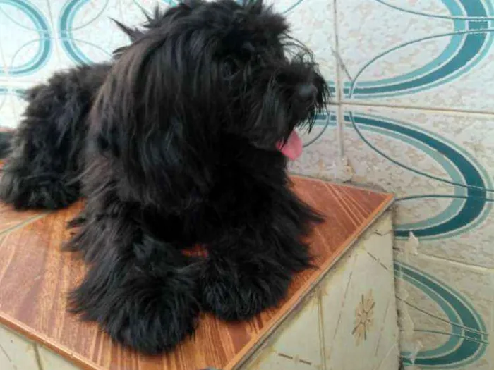 Cachorro ra a Srd idade 2 a 6 meses nome Lua