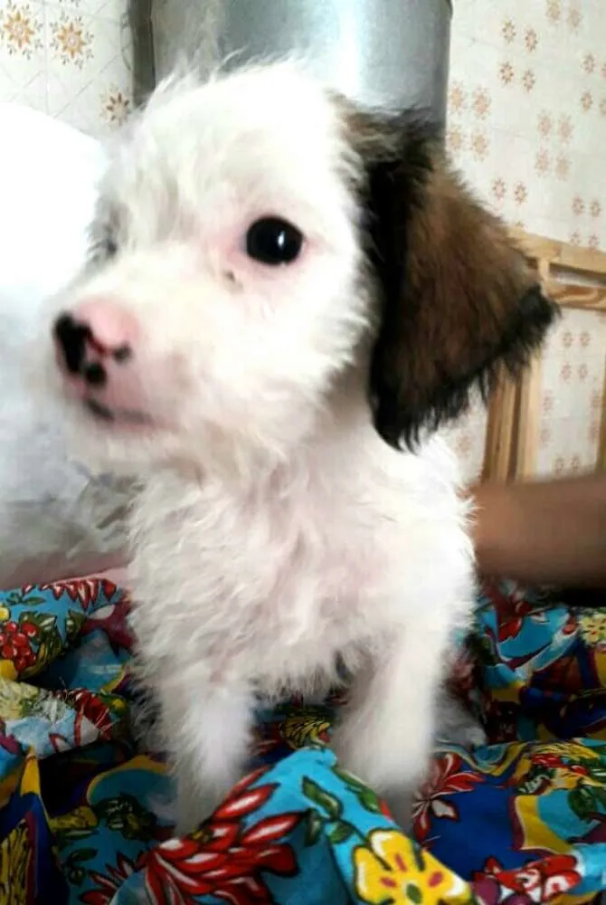 Cachorro ra a  idade 2 a 6 meses nome Filhotes 