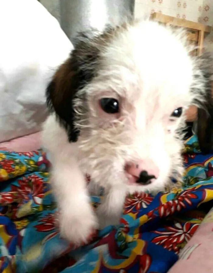 Cachorro ra a  idade 2 a 6 meses nome Filhotes 