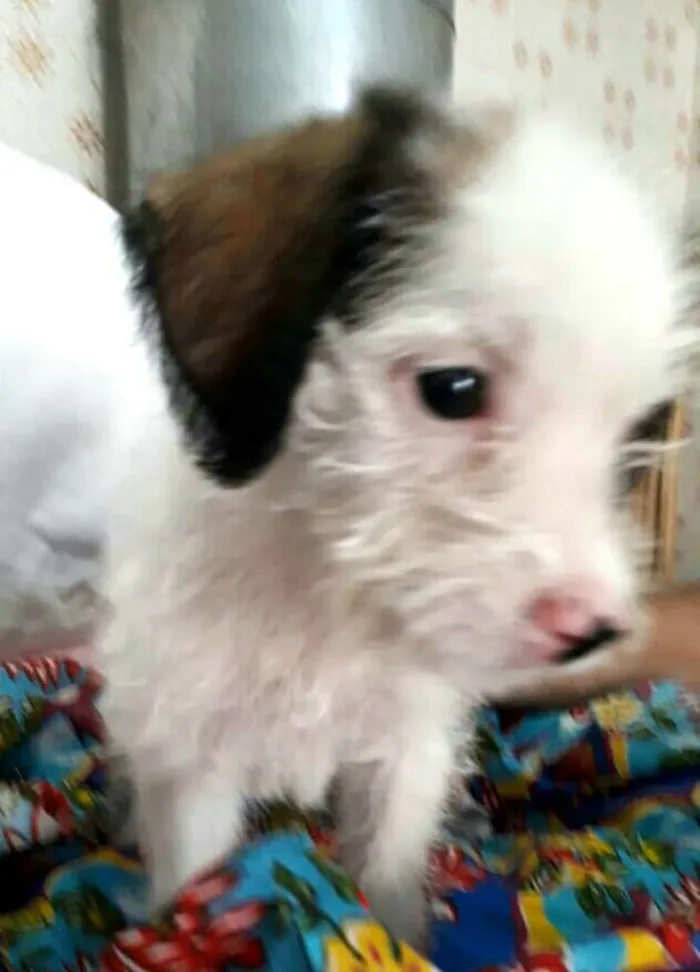 Cachorro ra a  idade 2 a 6 meses nome Filhotes 