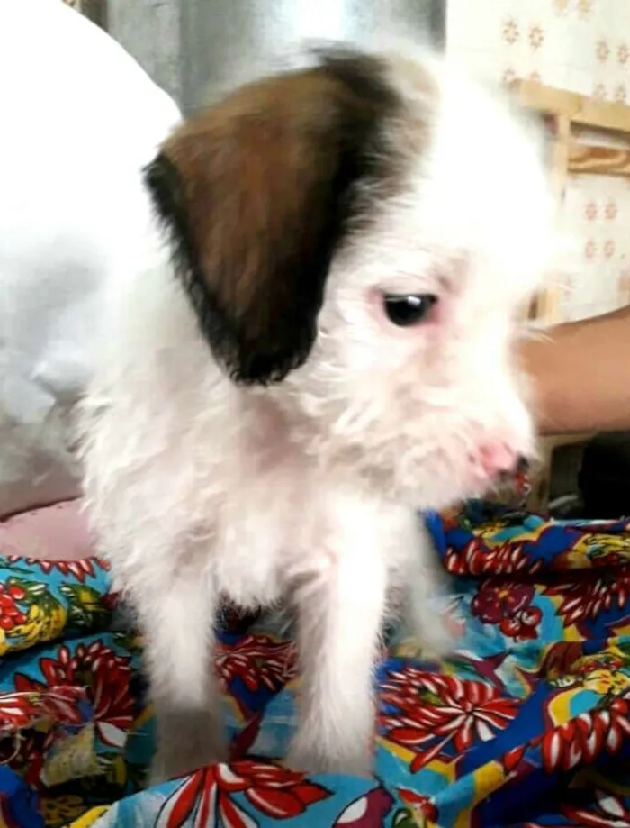 Cachorro ra a  idade 2 a 6 meses nome Filhotes 