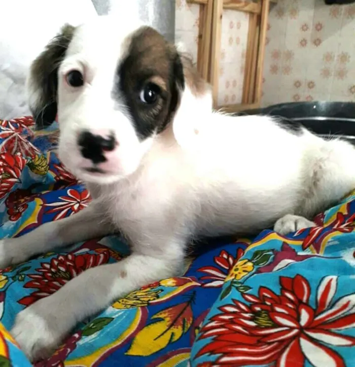 Cachorro ra a  idade 2 a 6 meses nome Filhotes 